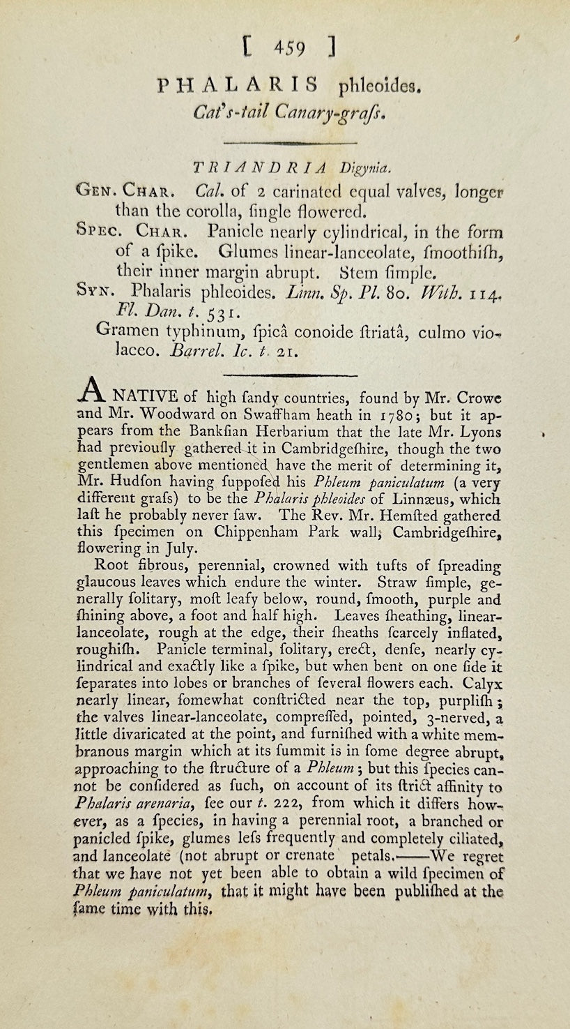Antique Print - James Sowerby - Phalaris Phleoides - Boehmer's Canary Grass - F1