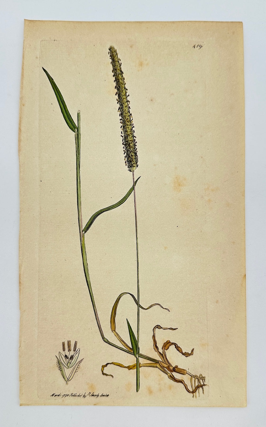 Antique Print - James Sowerby - Phalaris Phleoides - Boehmer's Canary Grass - F1