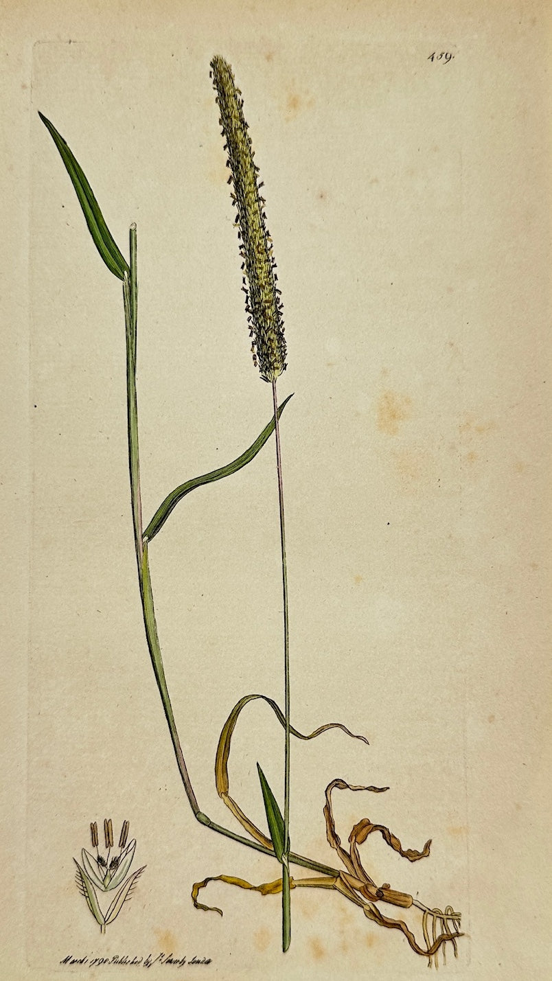 Antique Print - James Sowerby - Phalaris Phleoides - Boehmer's Canary Grass - F1