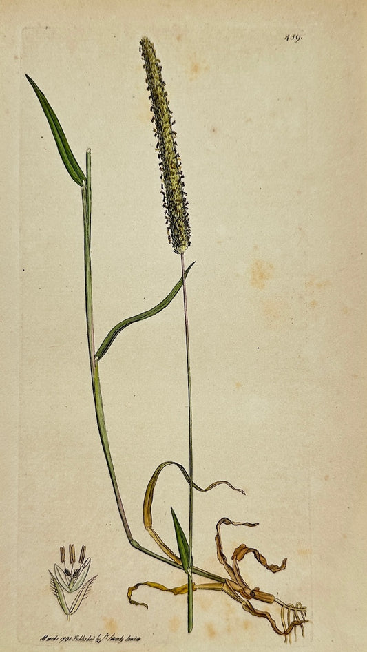 Antique Print - James Sowerby - Phalaris Phleoides - Boehmer's Canary Grass - F1