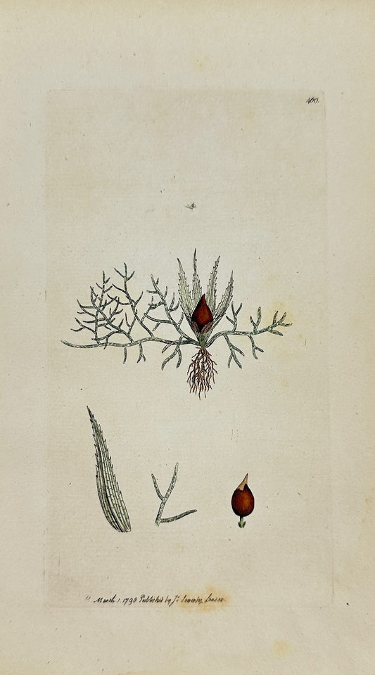 Antique Botanical Print - James Sowerby - Phascum Ferratum - Iron Phascum - F1