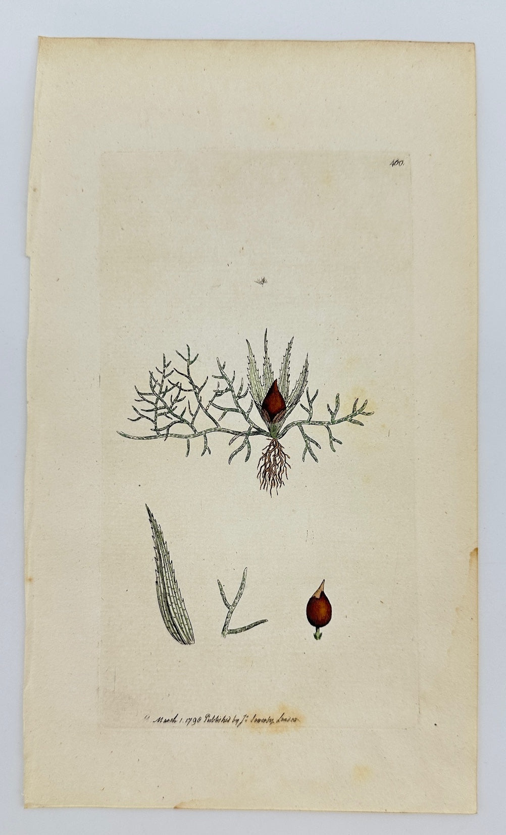 Antique Botanical Print - James Sowerby - Phascum Ferratum - Iron Phascum - F1