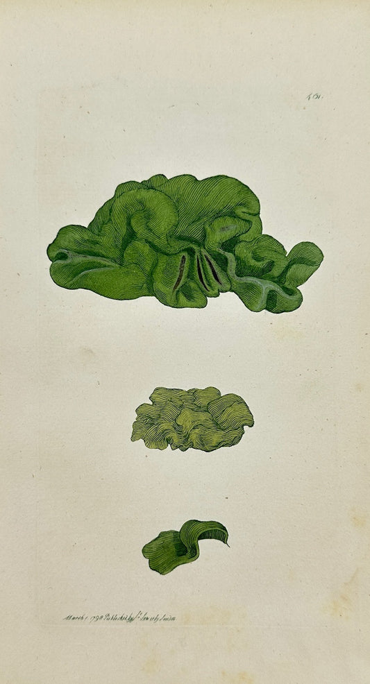 Antique Botanical Print - James Sowerby - Tremella Nostoc - Jelly Lichen - F1