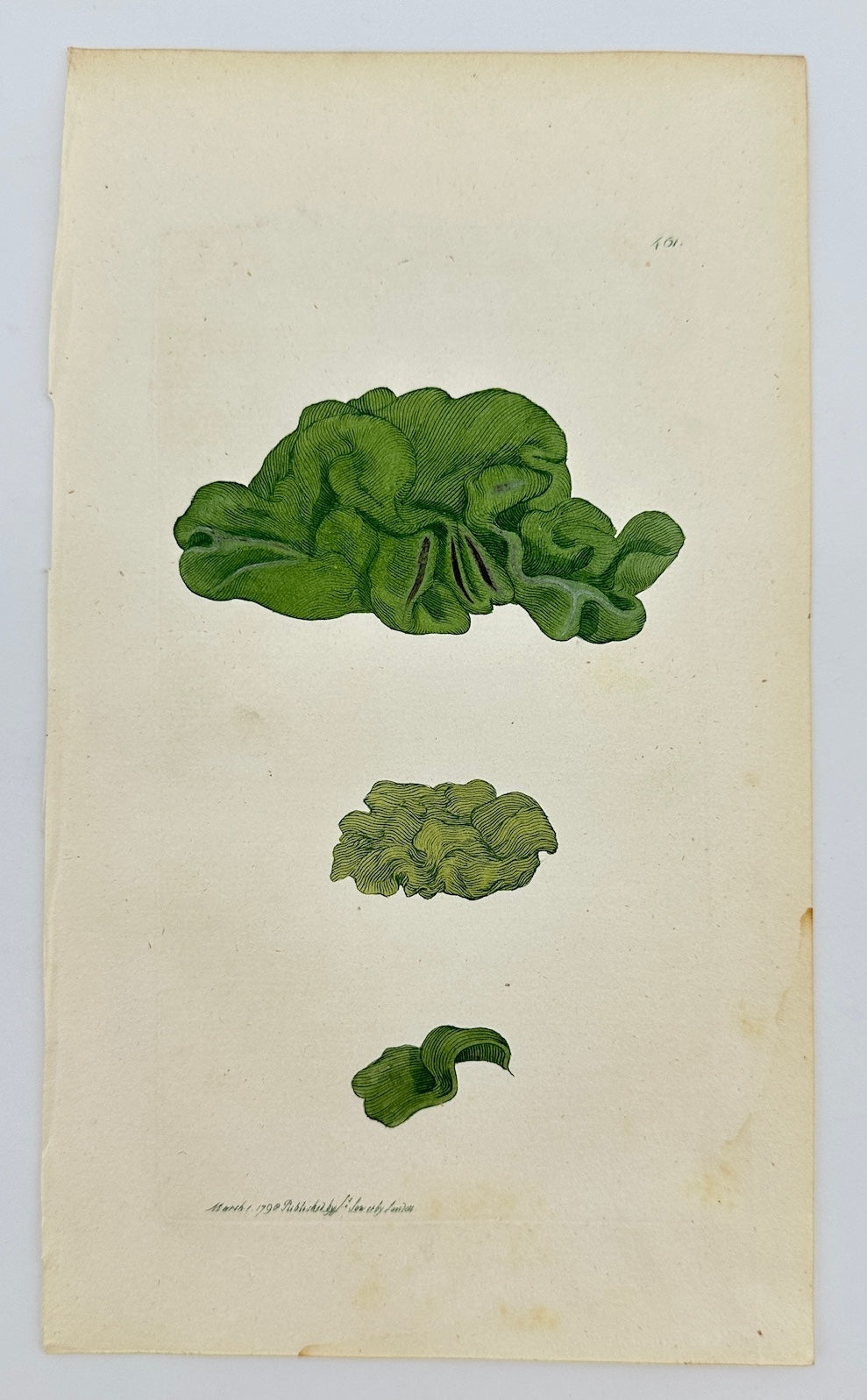 Antique Botanical Print - James Sowerby - Tremella Nostoc - Jelly Lichen - F1