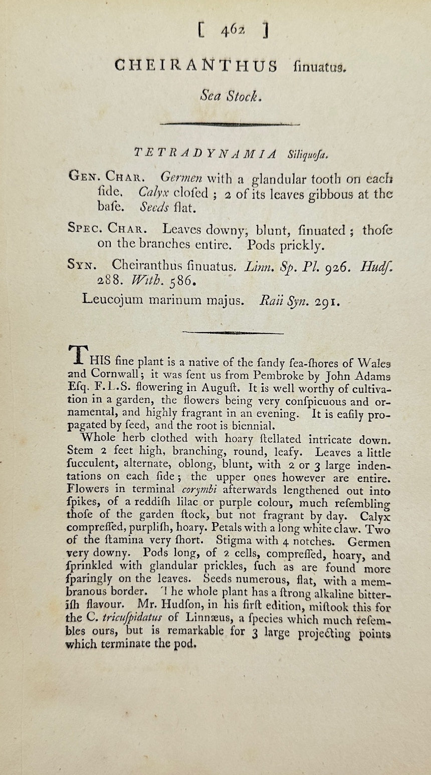 Antique Print - James Sowerby - Cheiranthus Sinuatus - Sinuate Wallflower - F1