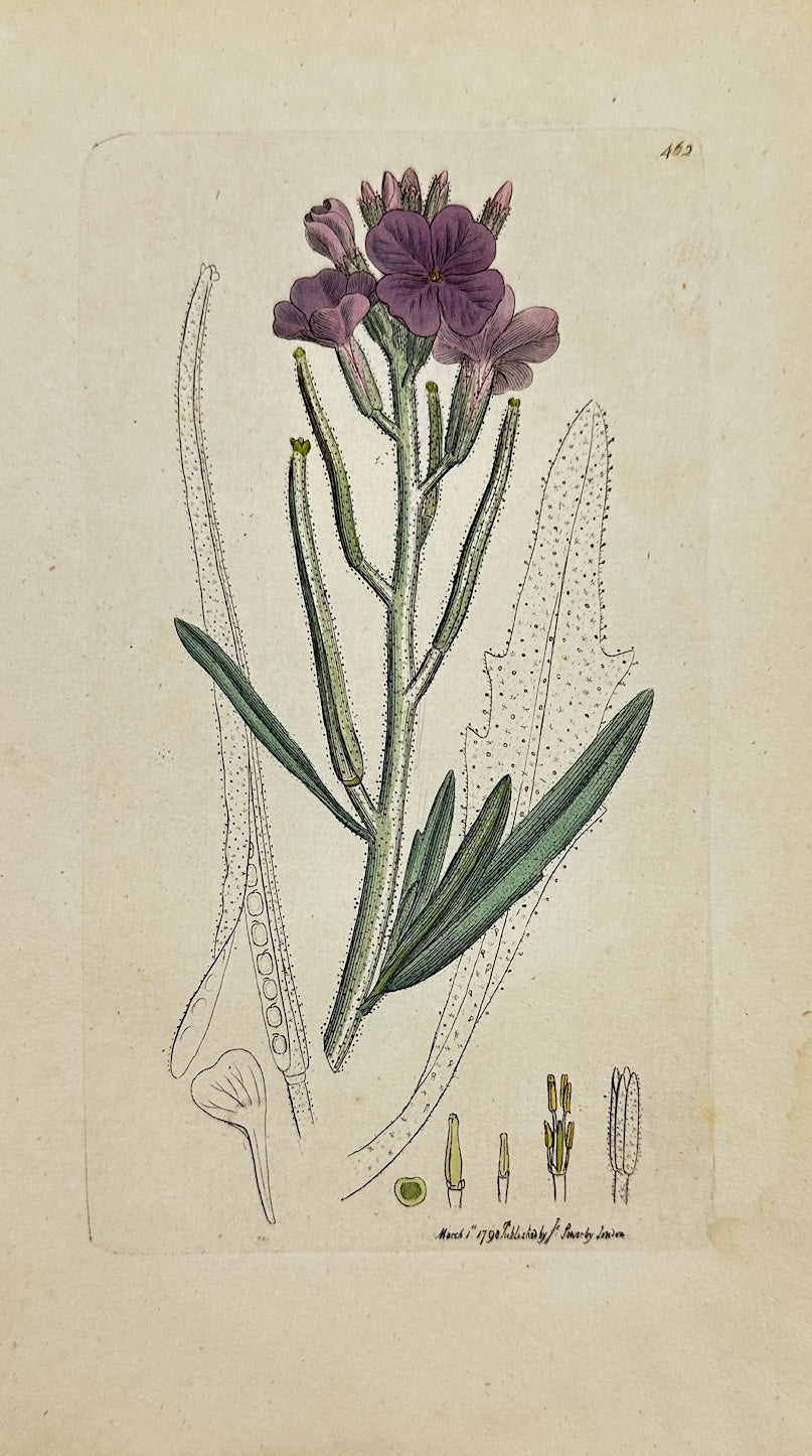 Antique Print - James Sowerby - Cheiranthus Sinuatus - Sinuate Wallflower - F1