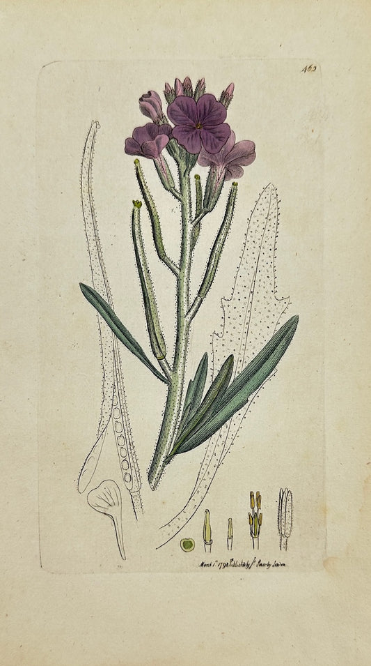 Antique Print - James Sowerby - Cheiranthus Sinuatus - Sinuate Wallflower - F1