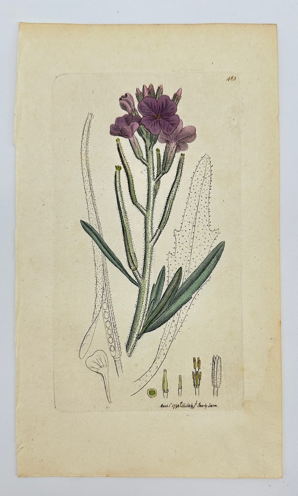 Antique Print - James Sowerby - Cheiranthus Sinuatus - Sinuate Wallflower - F1