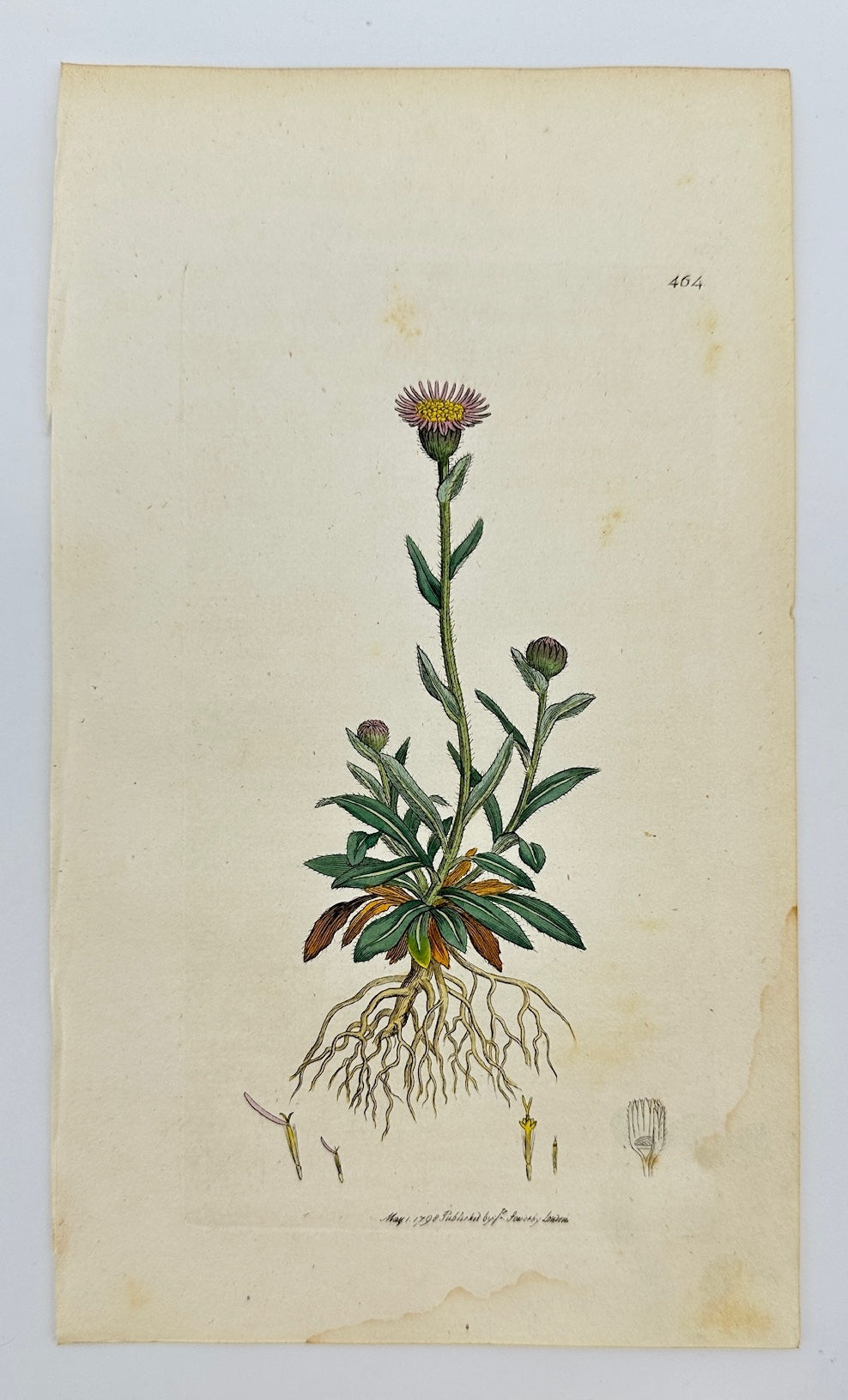 Antique Print - James Sowerby - Erigeron Alpinum - Alpine Fleabane - F1