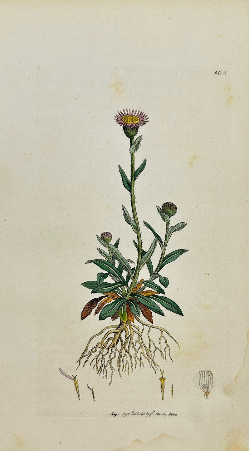 Antique Print - James Sowerby - Erigeron Alpinum - Alpine Fleabane - F1