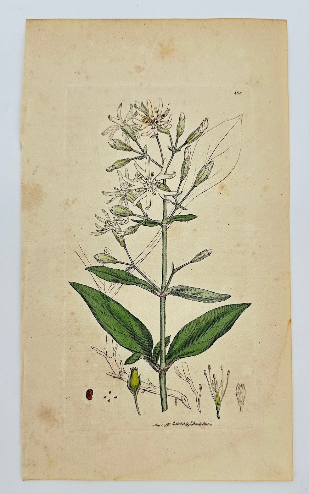 Antique Botanical Print - James Sowerby - Silene Nutans - Nodding Campion - F1