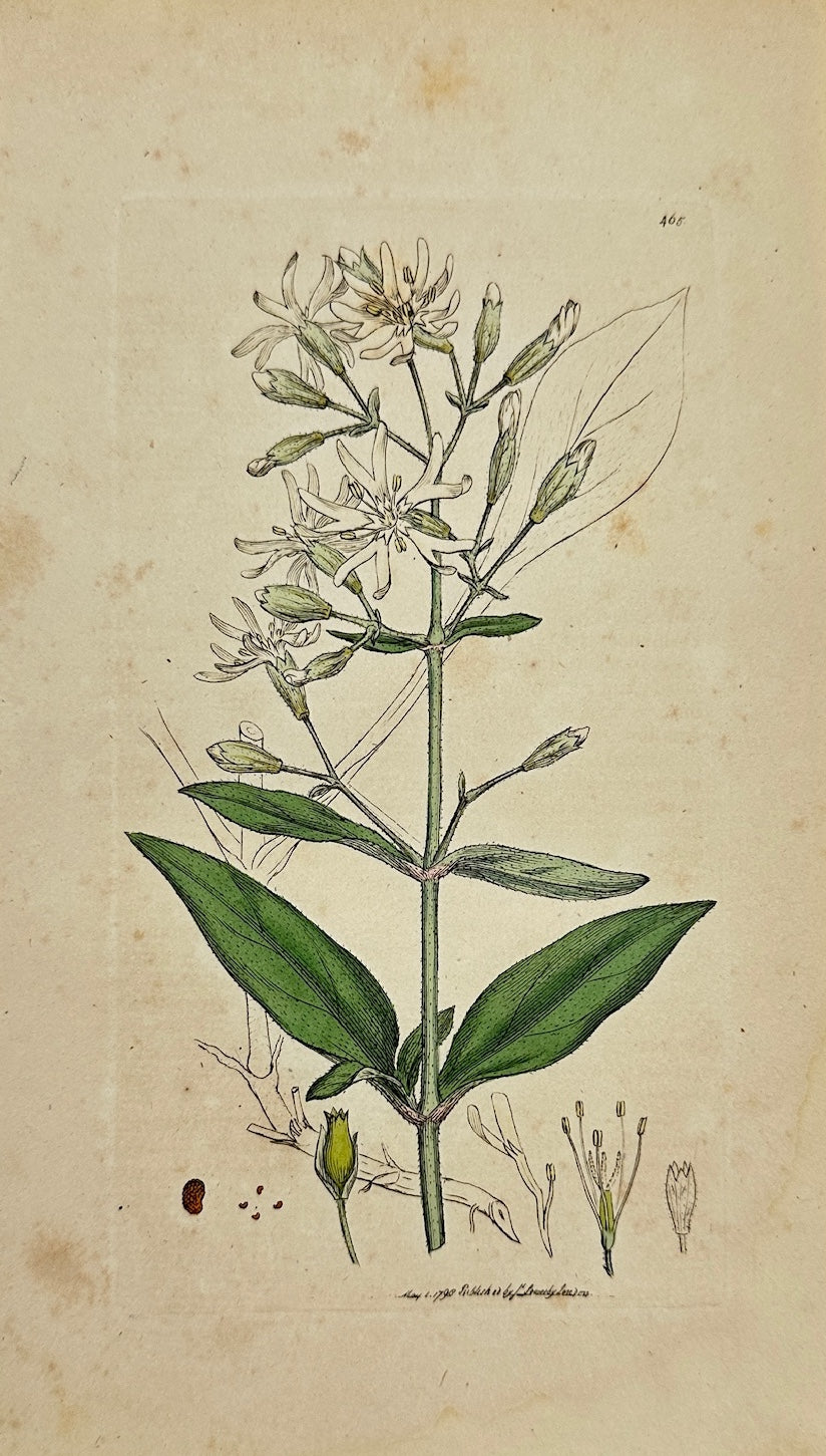 Antique Botanical Print - James Sowerby - Silene Nutans - Nodding Campion - F1