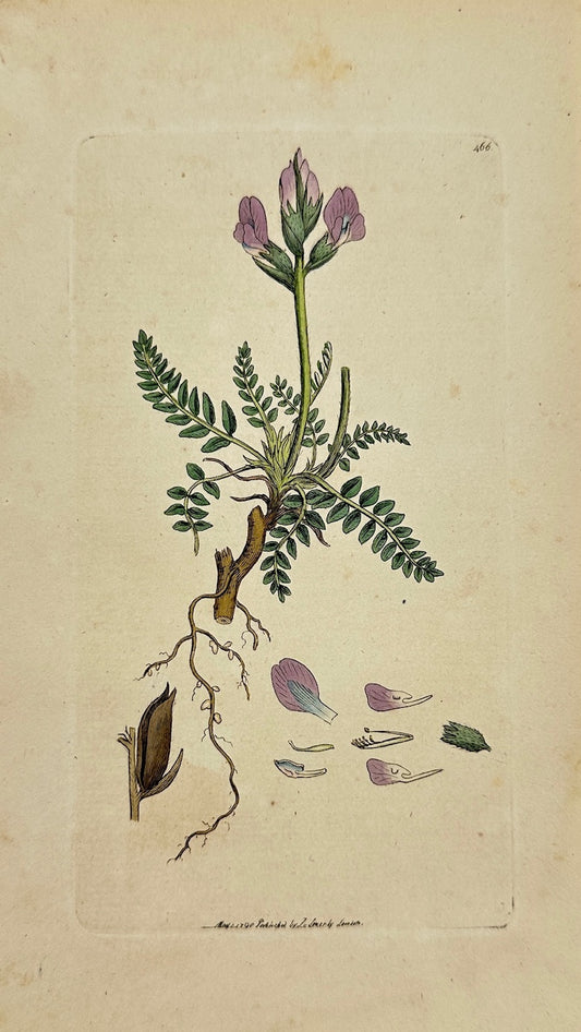 Antique Print - James Sowerby - Astragalus Uralensis - Uralian Milkvetch - F1