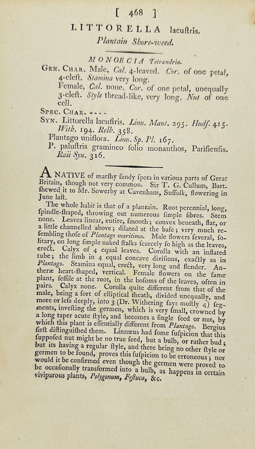 Antique Print - James Sowerby - Littorella Lacustris - Lake Littoral - F1