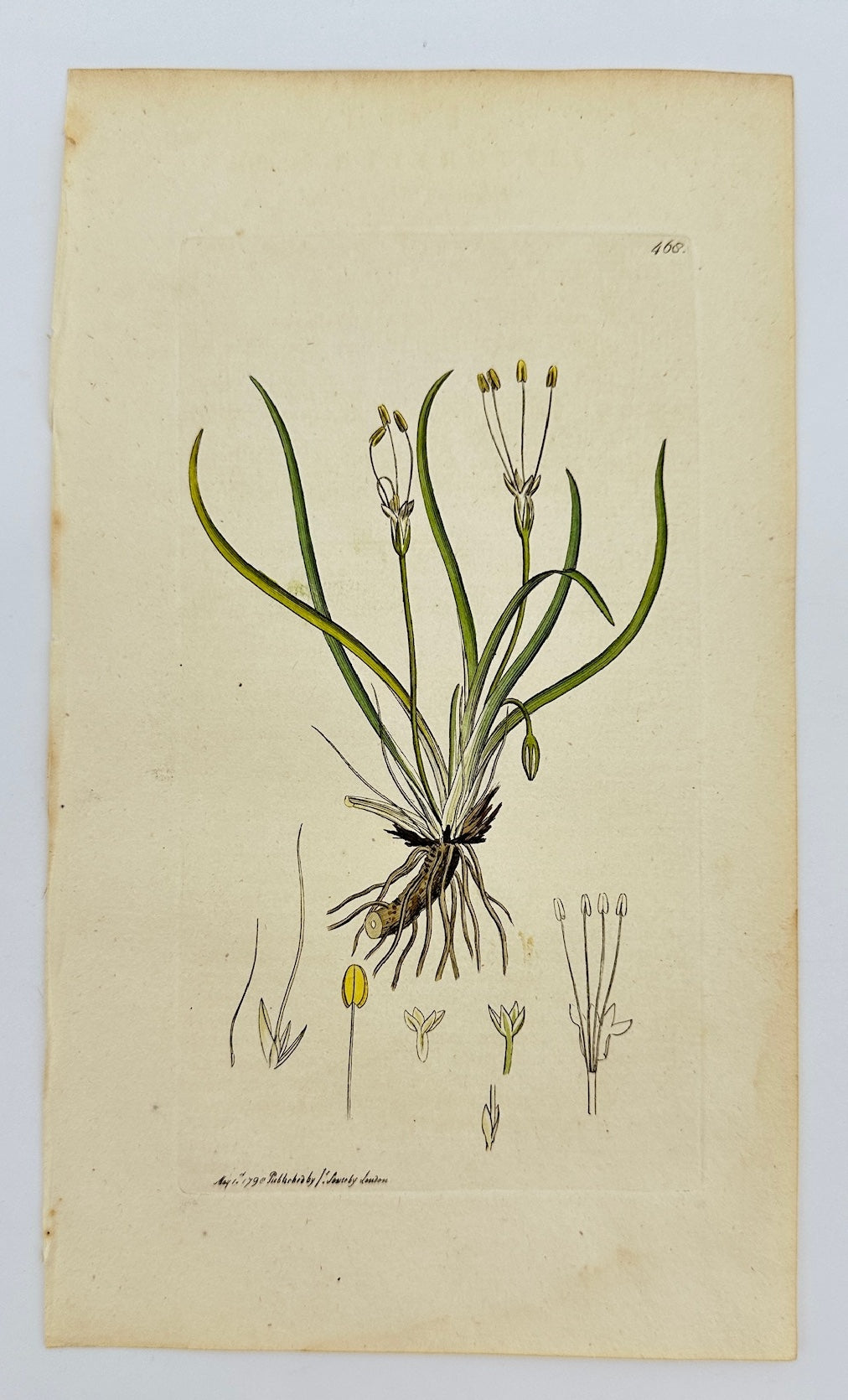 Antique Print - James Sowerby - Littorella Lacustris - Lake Littoral - F1