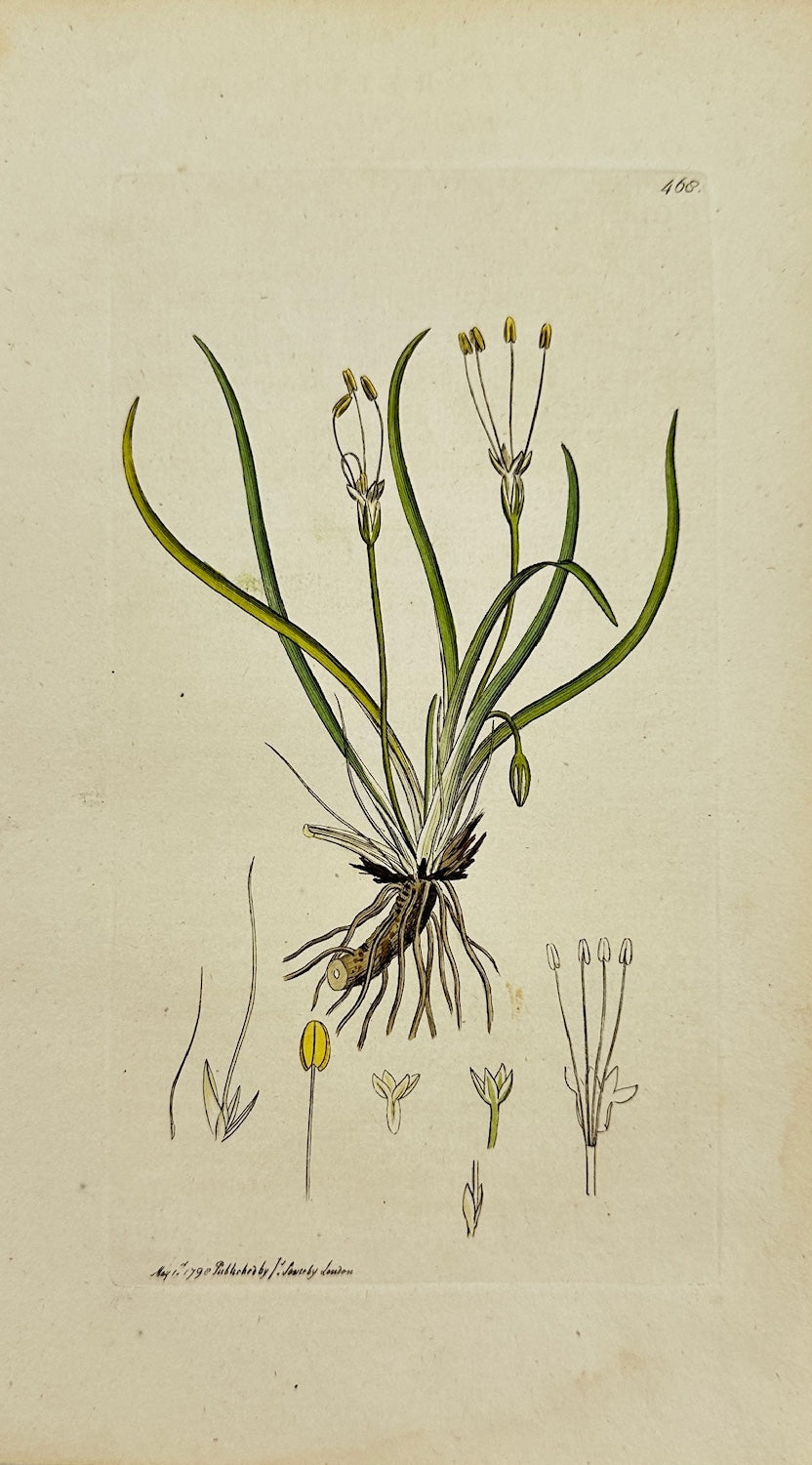 Antique Print - James Sowerby - Littorella Lacustris - Lake Littoral - F1