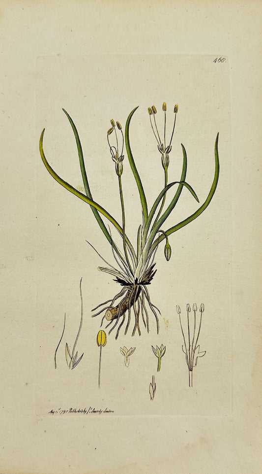 Antique Print - James Sowerby - Littorella Lacustris - Lake Littoral - F1