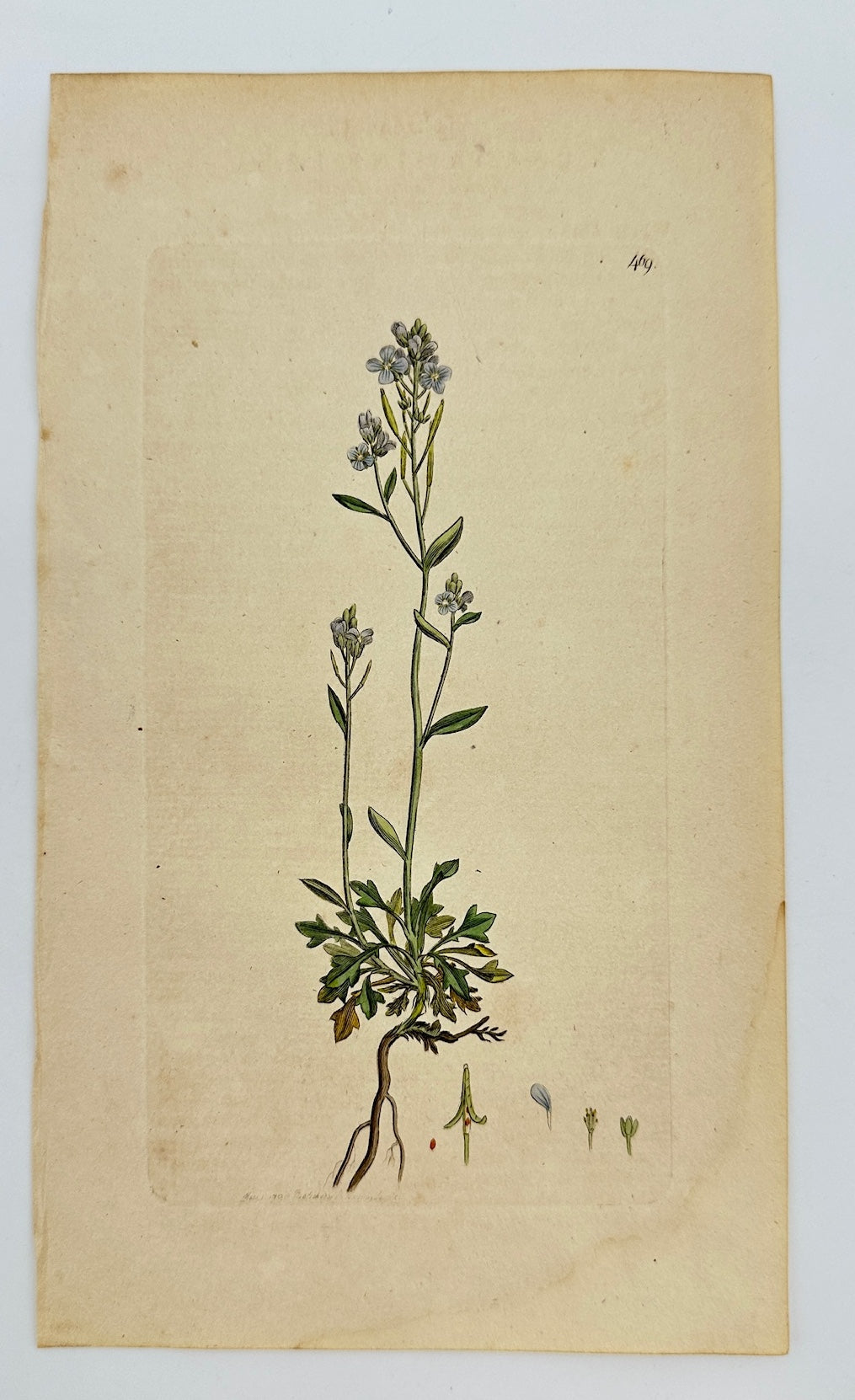 Antique Print - James Sowerby - Cardamine Hastulata - Hastate Bittercress - F1