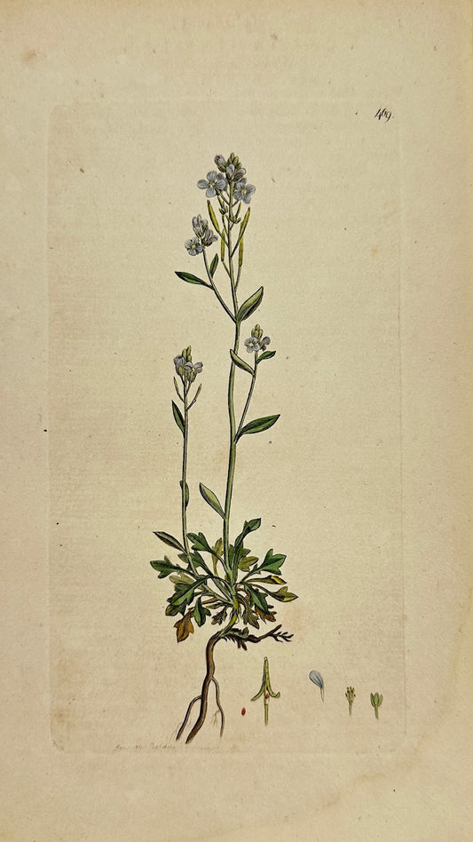 Antique Print - James Sowerby - Cardamine Hastulata - Hastate Bittercress - F1