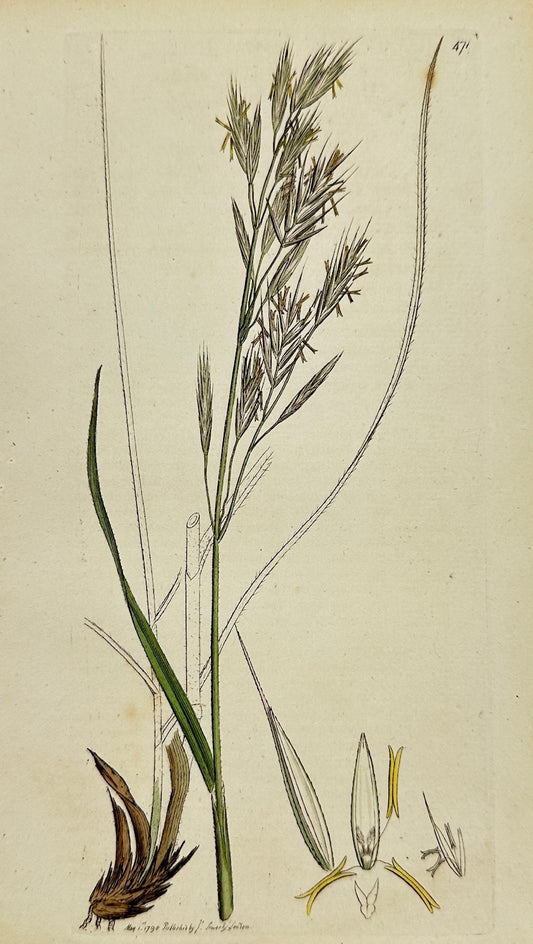 Antique Botanical Print - James Sowerby - Bromus Erectus - Upright Brome - F1