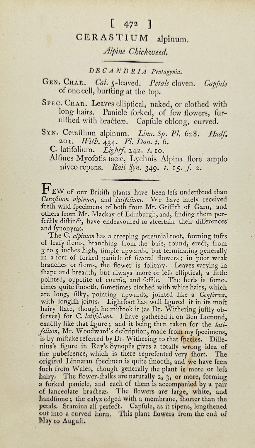 Antique Print - James Sowerby - Cerastium Alpinum - Alpine Chickweed - F1