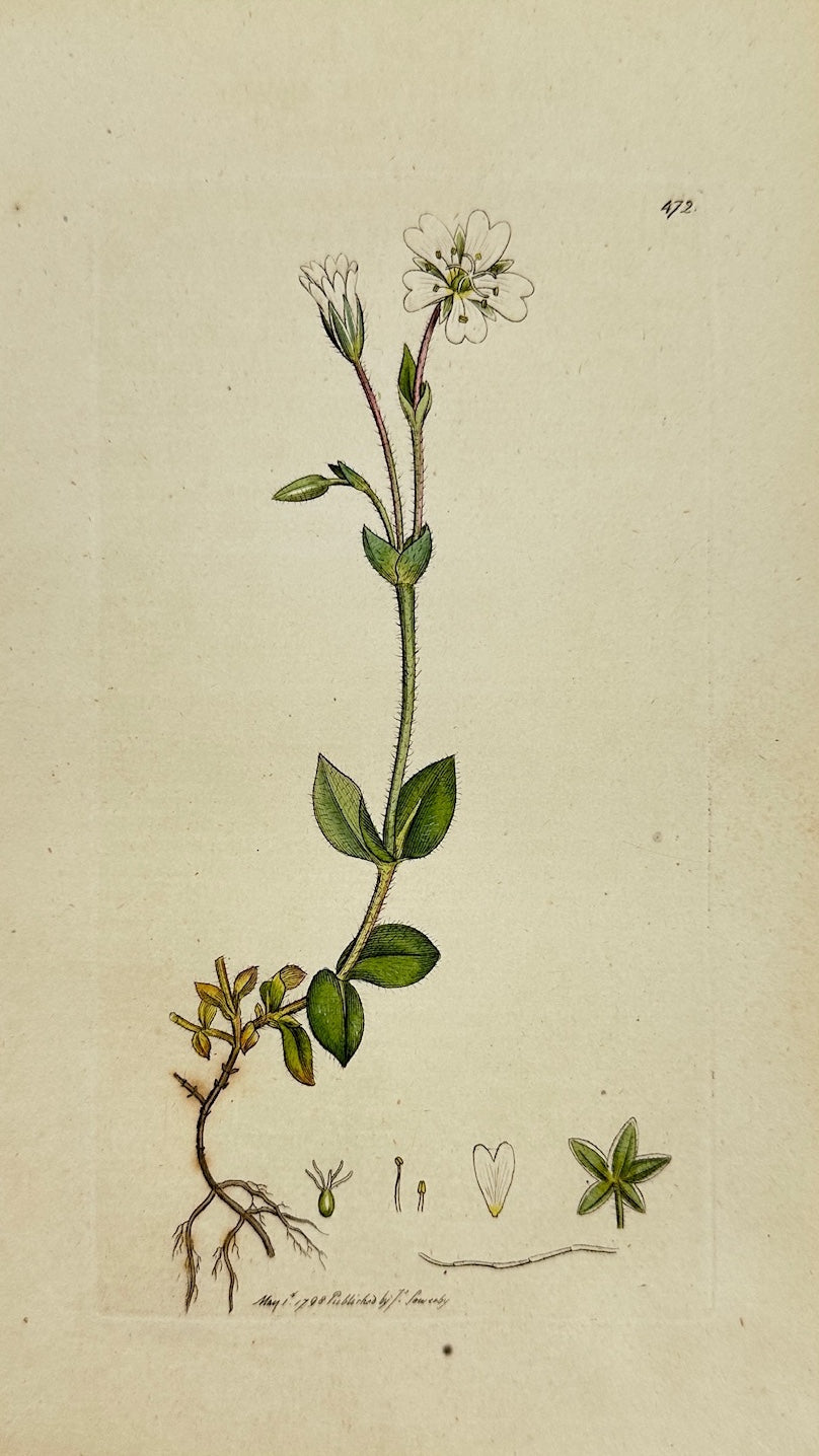 Antique Print - James Sowerby - Cerastium Alpinum - Alpine Chickweed - F1