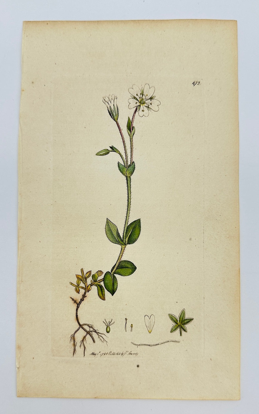 Antique Print - James Sowerby - Cerastium Alpinum - Alpine Chickweed - F1
