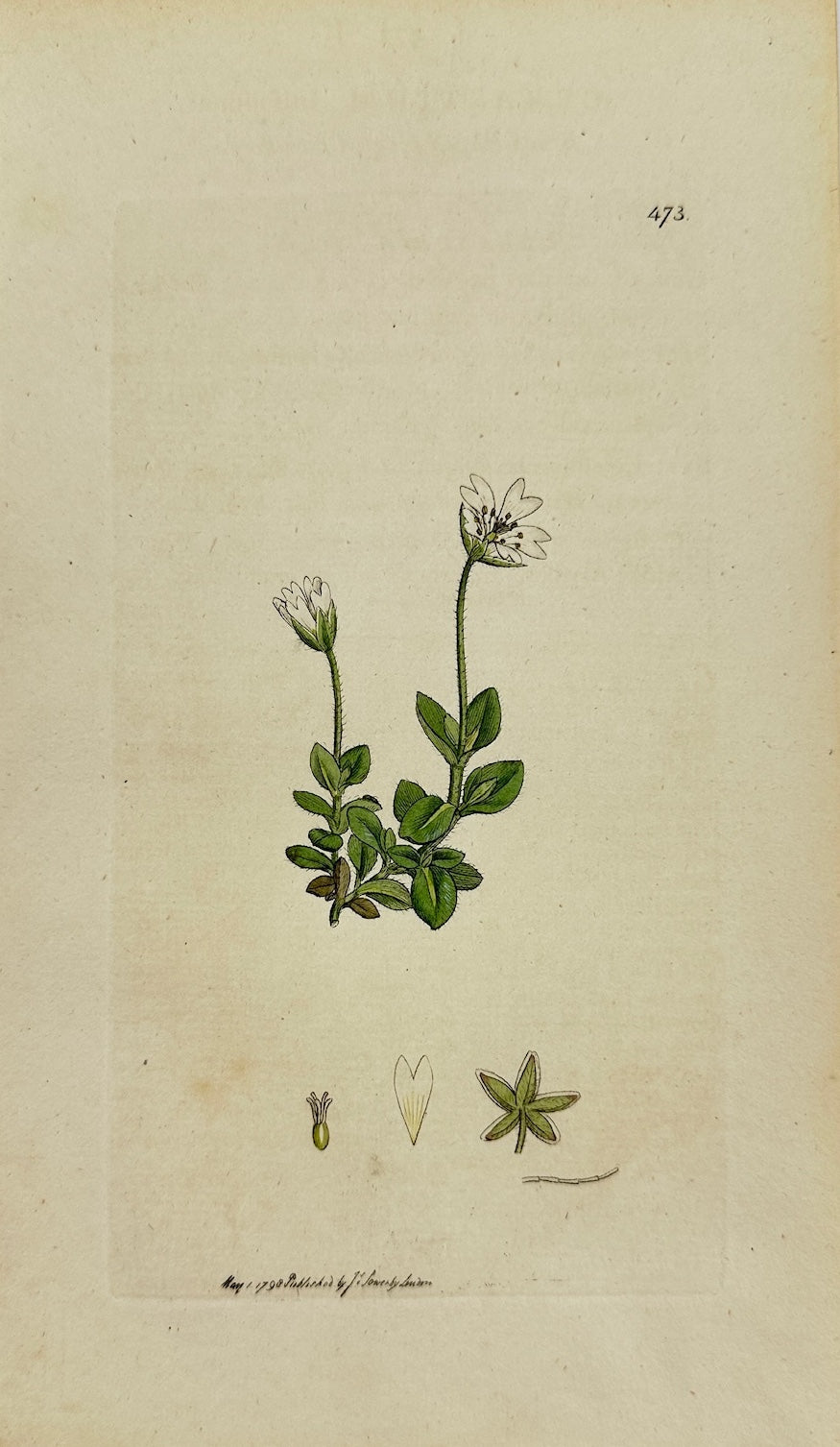 Antique Print - Sowerby - Cerastium Latifolium - Broad-leaved Chickweed - F1