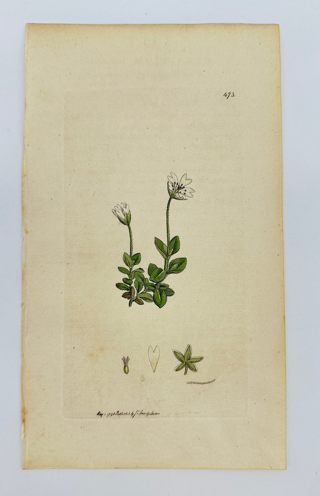 Antique Print - Sowerby - Cerastium Latifolium - Broad-leaved Chickweed - F1