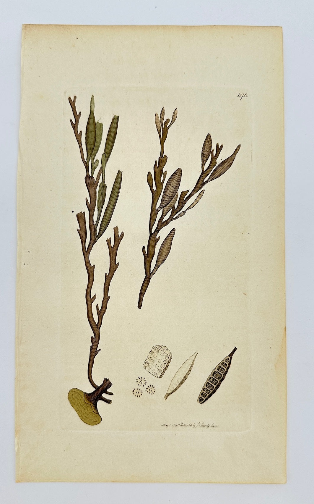 Antique Print - James Sowerby - Fucus Filamentosa - Threadlike Fucus - F1