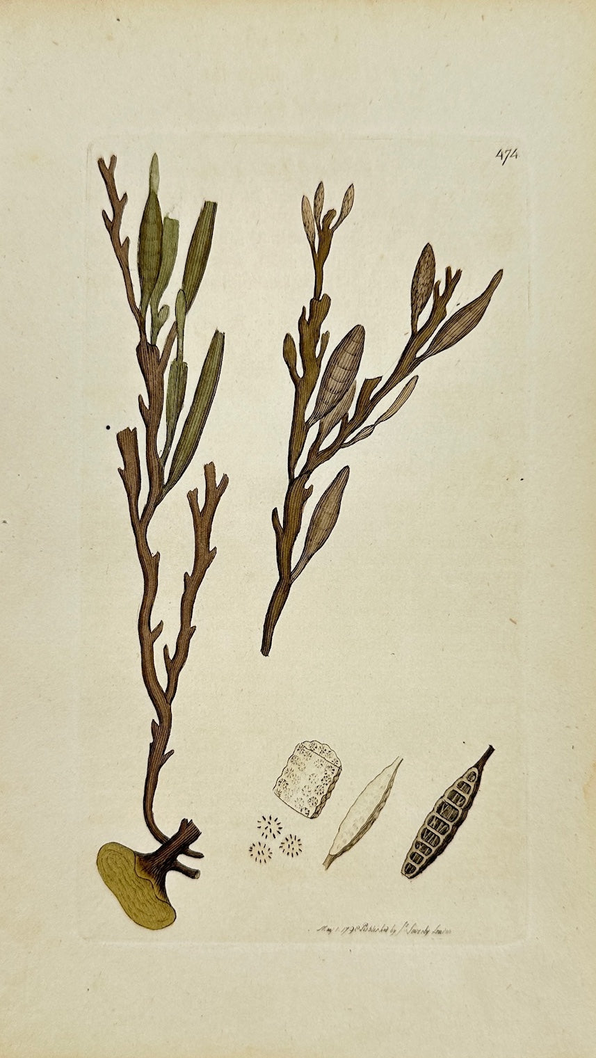 Antique Print - James Sowerby - Fucus Filamentosa - Threadlike Fucus - F1