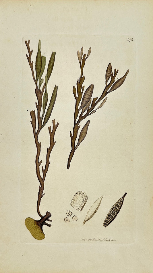 Antique Print - James Sowerby - Fucus Filamentosa - Threadlike Fucus - F1