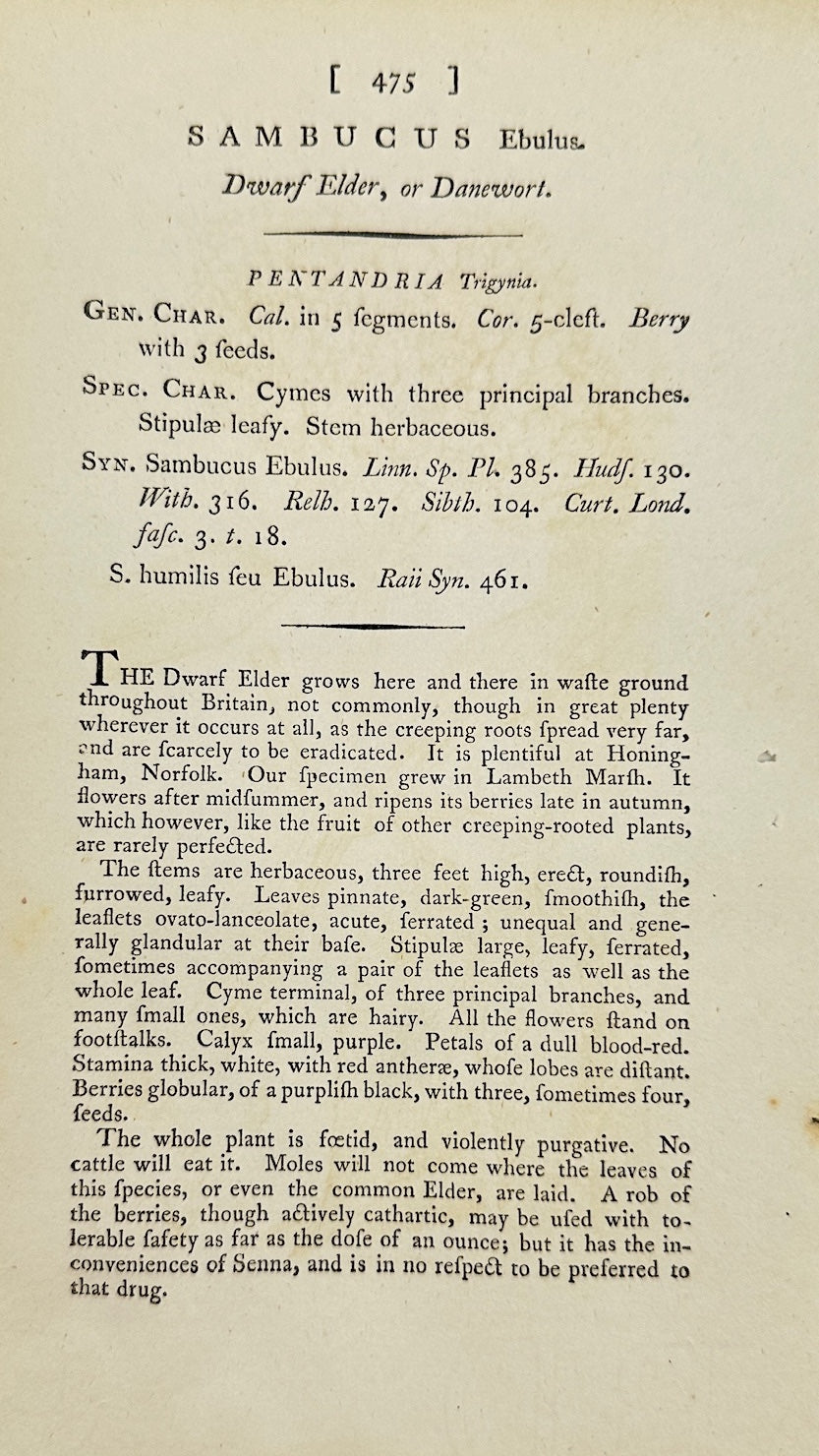Antique Botanical Print - James Sowerby - Sambucus Ebulus - Danewort - F1