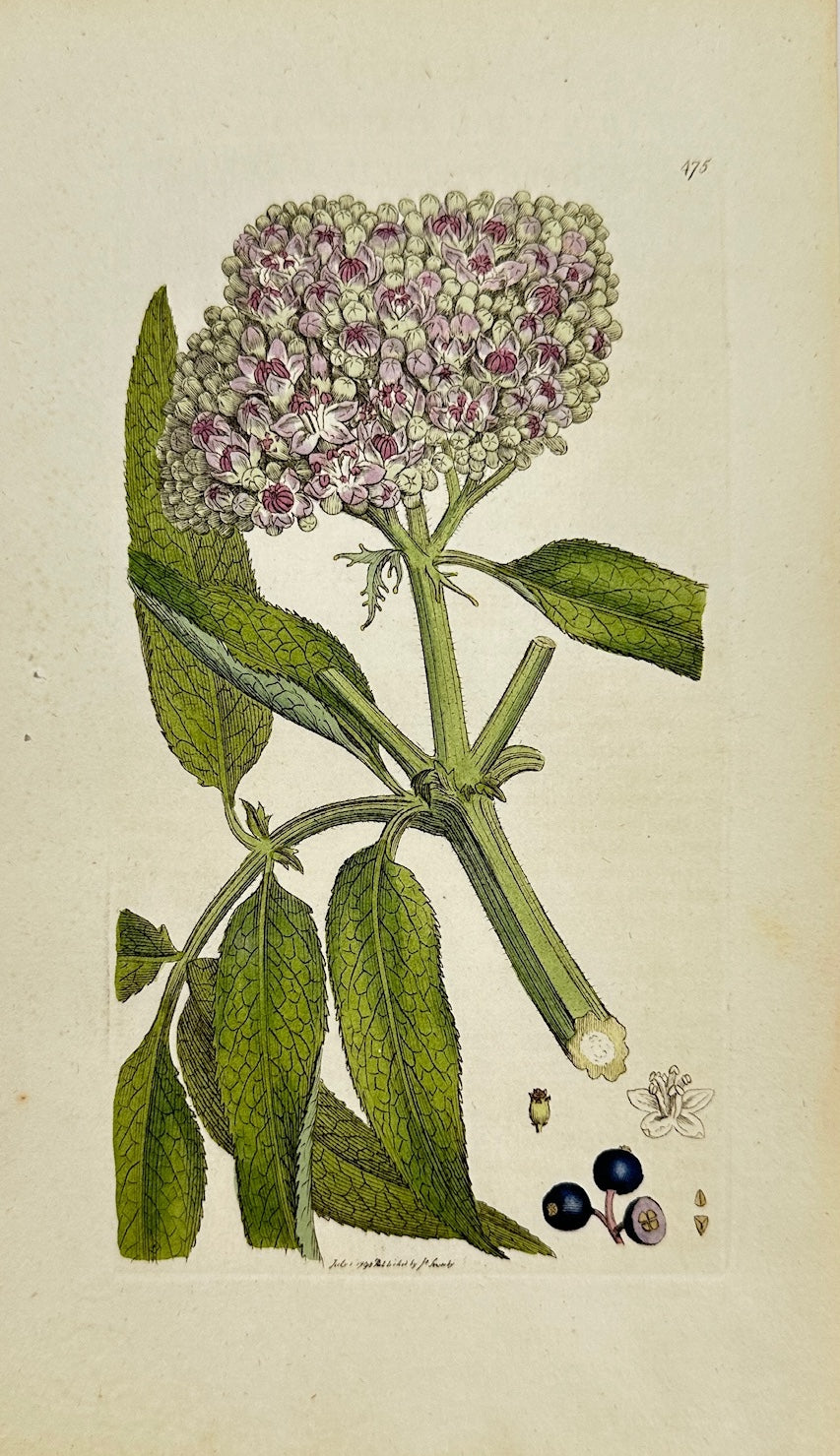 Antique Botanical Print - James Sowerby - Sambucus Ebulus - Danewort - F1