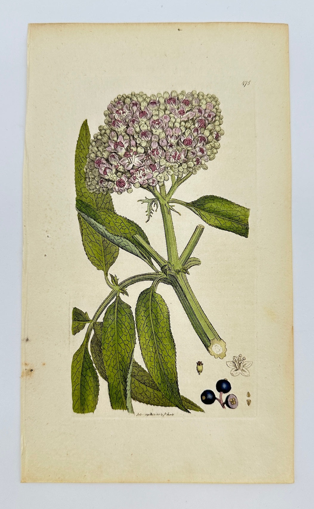 Antique Botanical Print - James Sowerby - Sambucus Ebulus - Danewort - F1