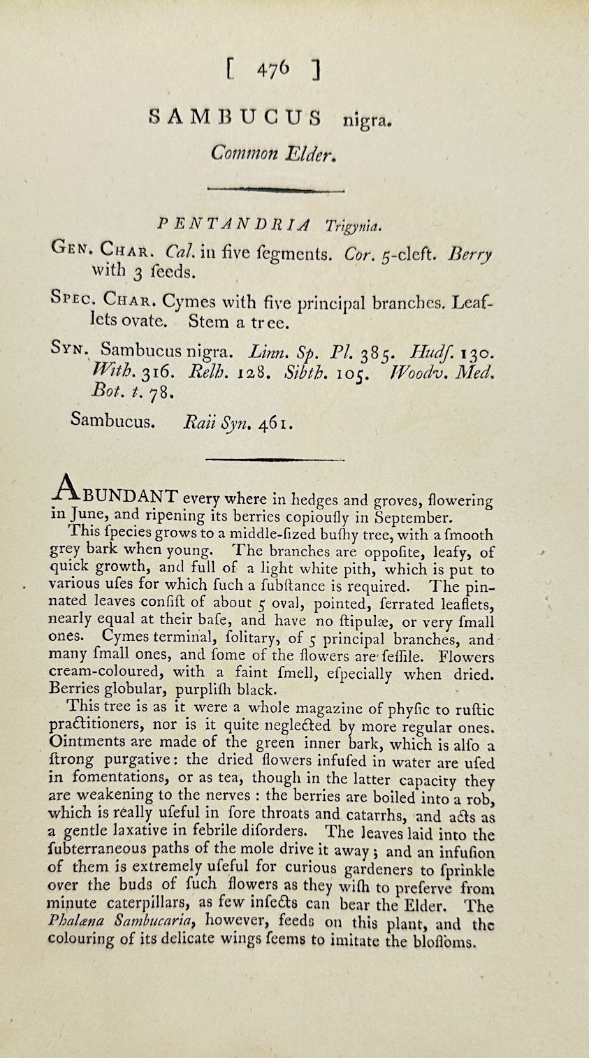 Antique Botanical Print - James Sowerby - Sambucus Nigra - Black Elder - F1