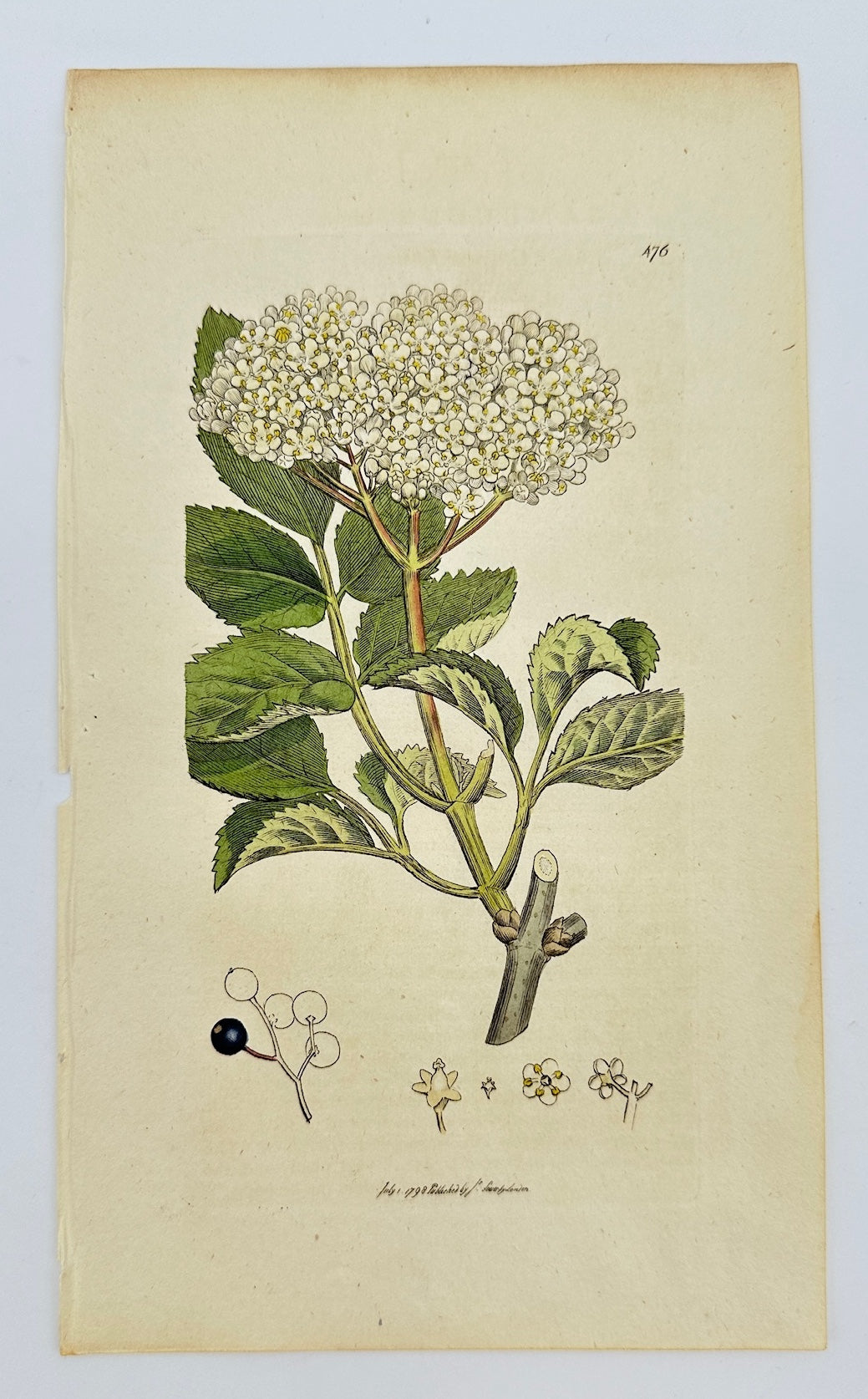 Antique Botanical Print - James Sowerby - Sambucus Nigra - Black Elder - F1