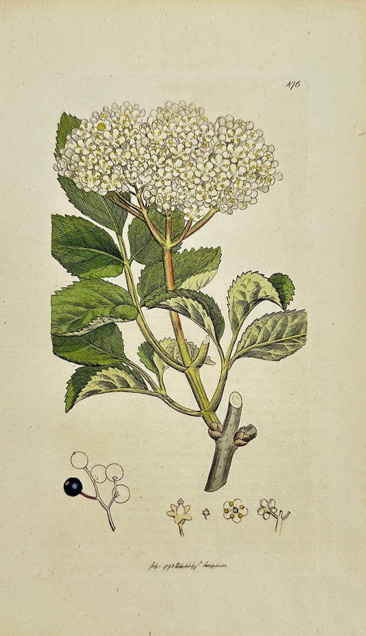 Antique Botanical Print - James Sowerby - Sambucus Nigra - Black Elder - F1
