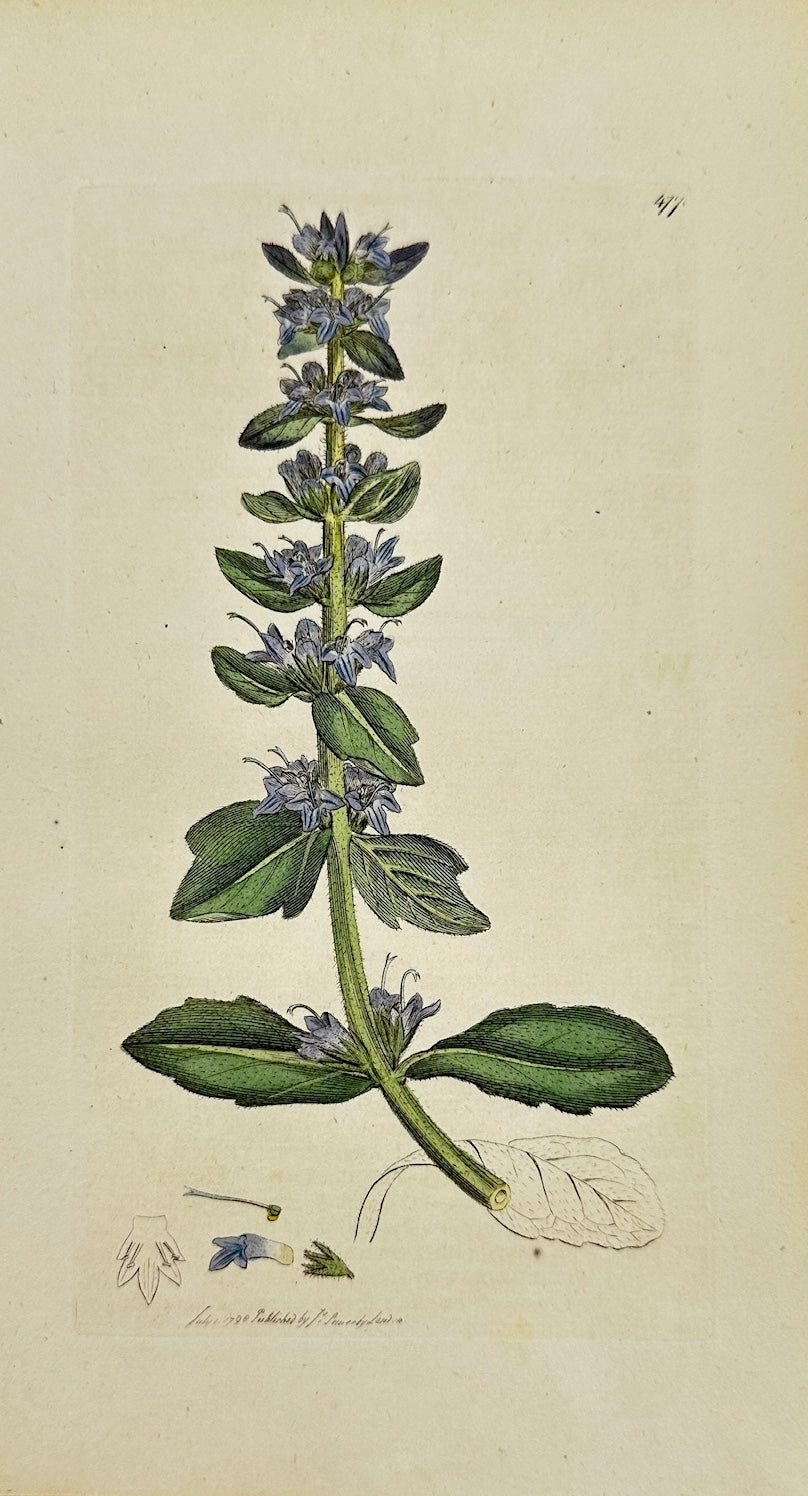 Antique Botanical Print - James Sowerby - Ajuga Alpina - Alpine Bugle - F1