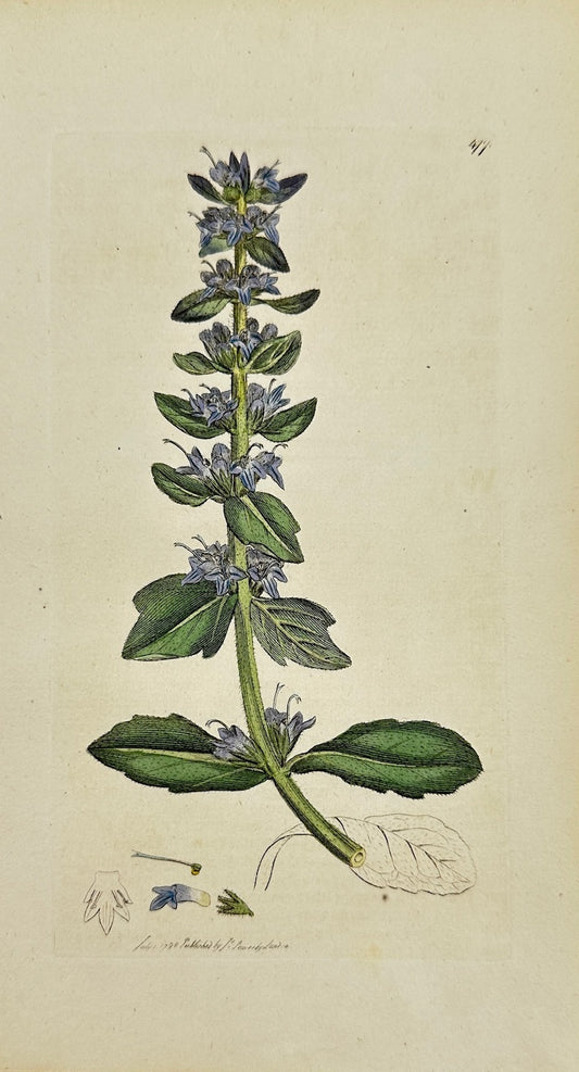 Antique Botanical Print - James Sowerby - Ajuga Alpina - Alpine Bugle - F1