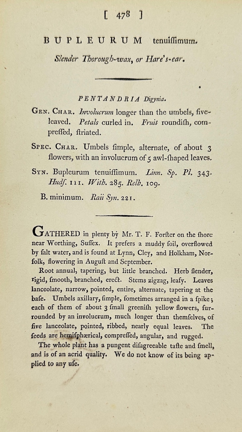 Antique Print - James Sowerby - Bupleurum Tenuissimum - Slender Hare's-ear - F1