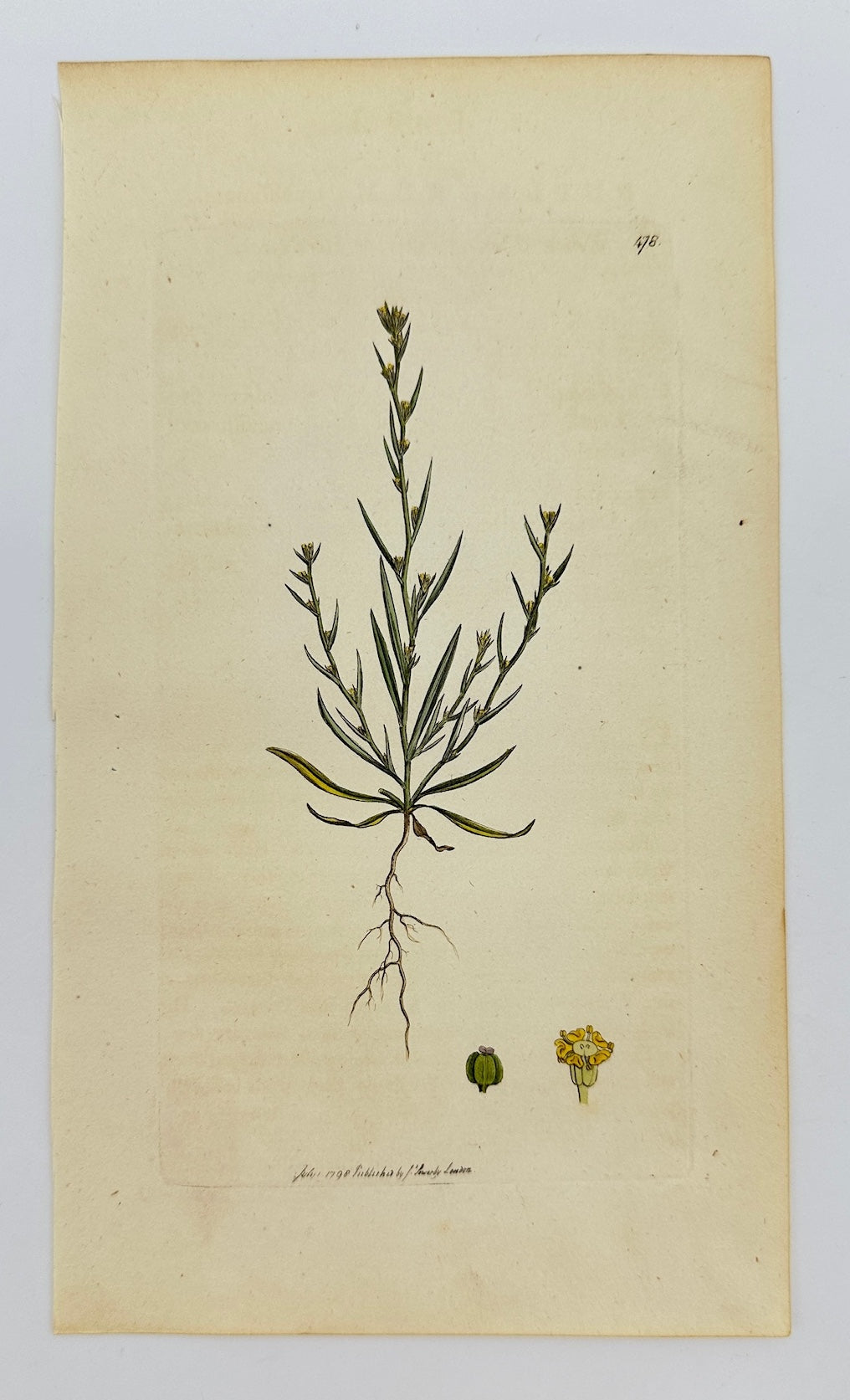 Antique Print - James Sowerby - Bupleurum Tenuissimum - Slender Hare's-ear - F1