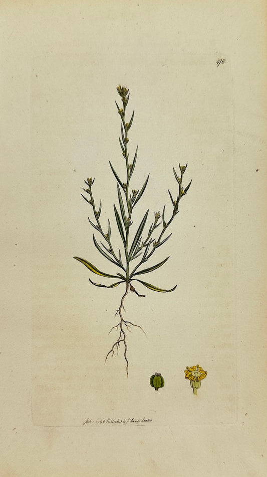 Antique Print - James Sowerby - Bupleurum Tenuissimum - Slender Hare's-ear - F1