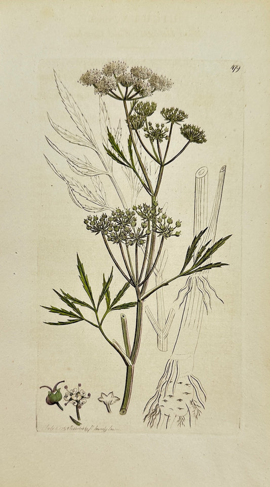 Antique Botanical Print - James Sowerby - Cicuta Virosa - Water Hemlock - F1