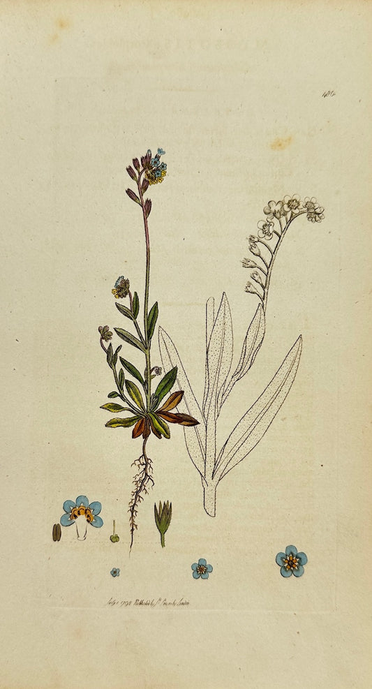 Antique Print - James Sowerby - Myosotis Scorpioides - Water Forget-me-not - F1
