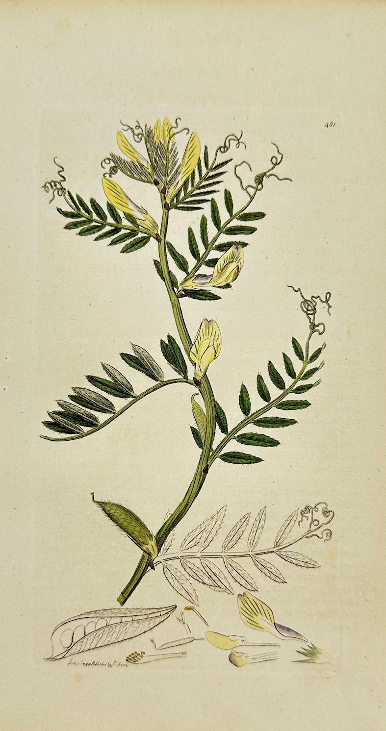 Antique Botanical Print - James Sowerby - Vicia Lutea - Yellow Vetch - F1