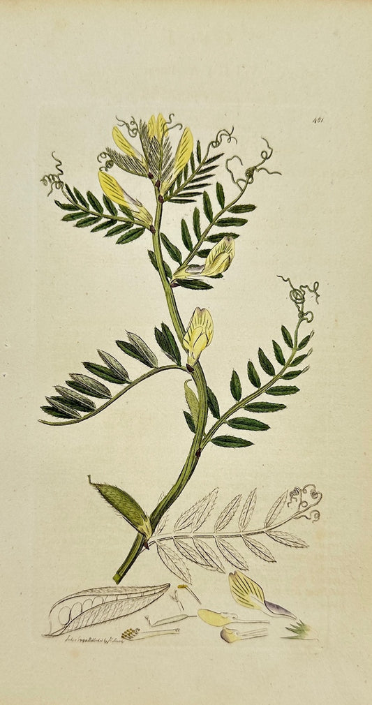 Antique Botanical Print - James Sowerby - Vicia Lutea - Yellow Vetch - F1