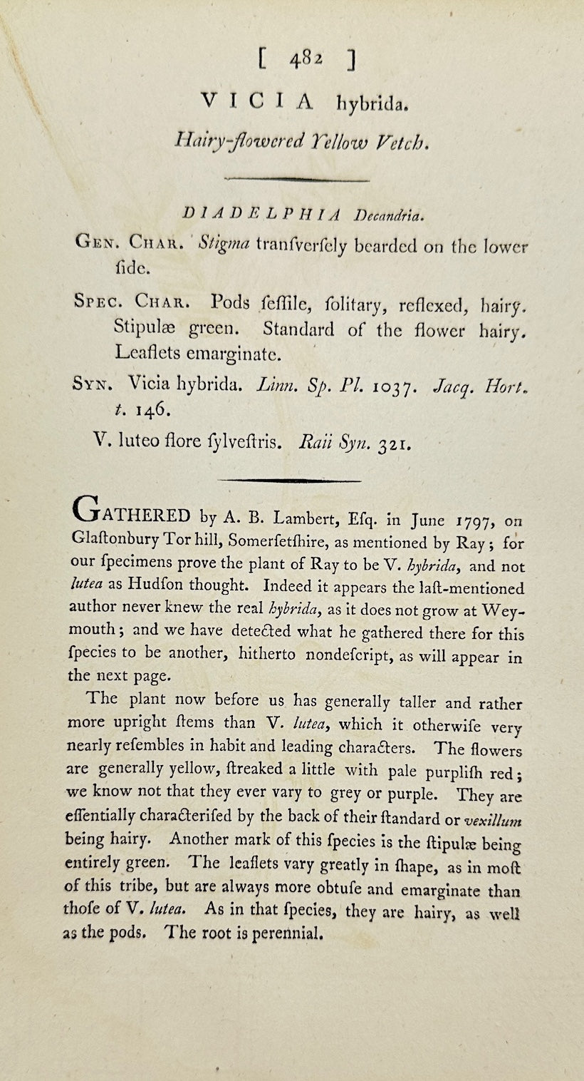 Antique Botanical Print - James Sowerby - Vicia Hybrida - Hybrid Vetch - F1