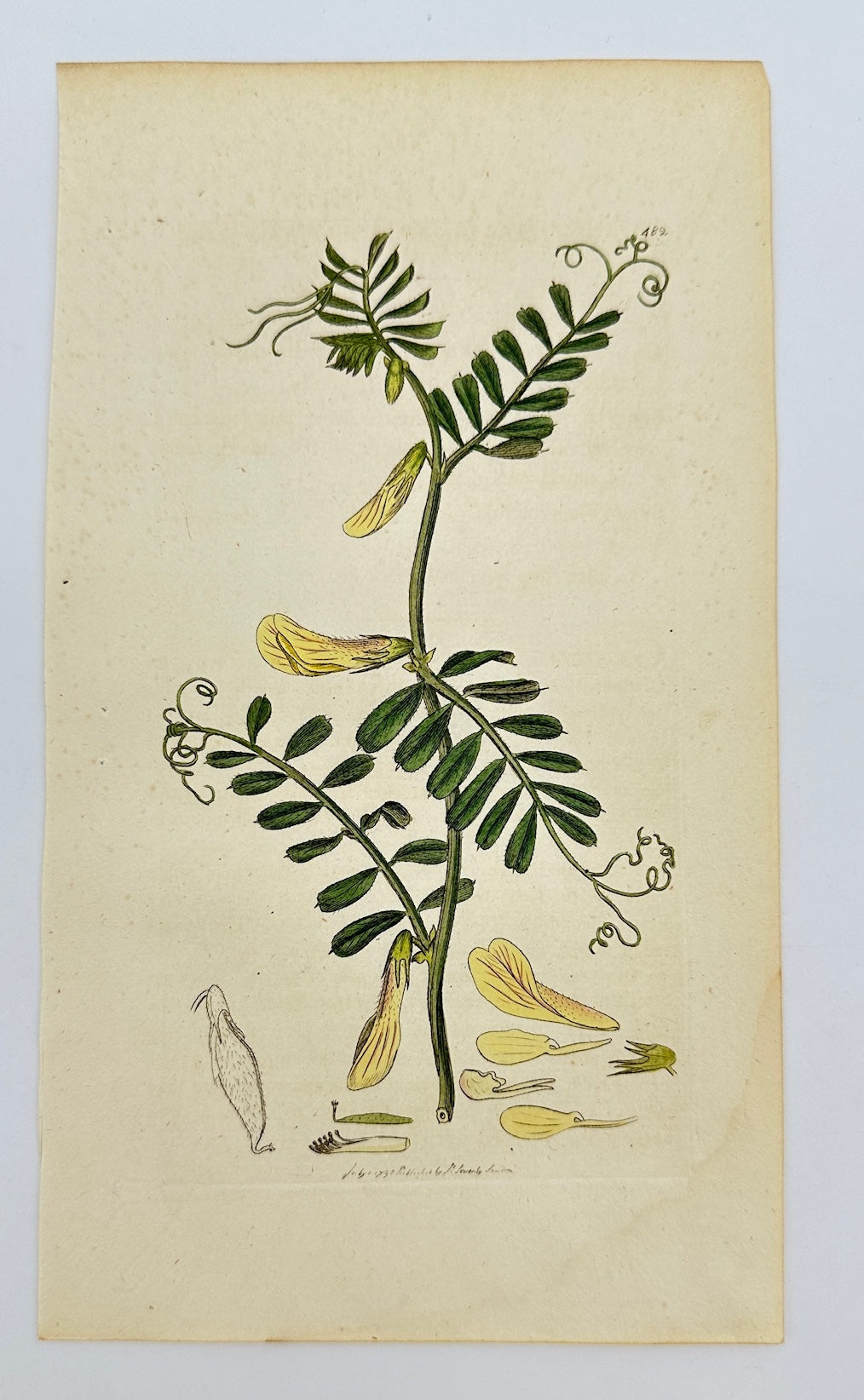 Antique Botanical Print - James Sowerby - Vicia Hybrida - Hybrid Vetch - F1