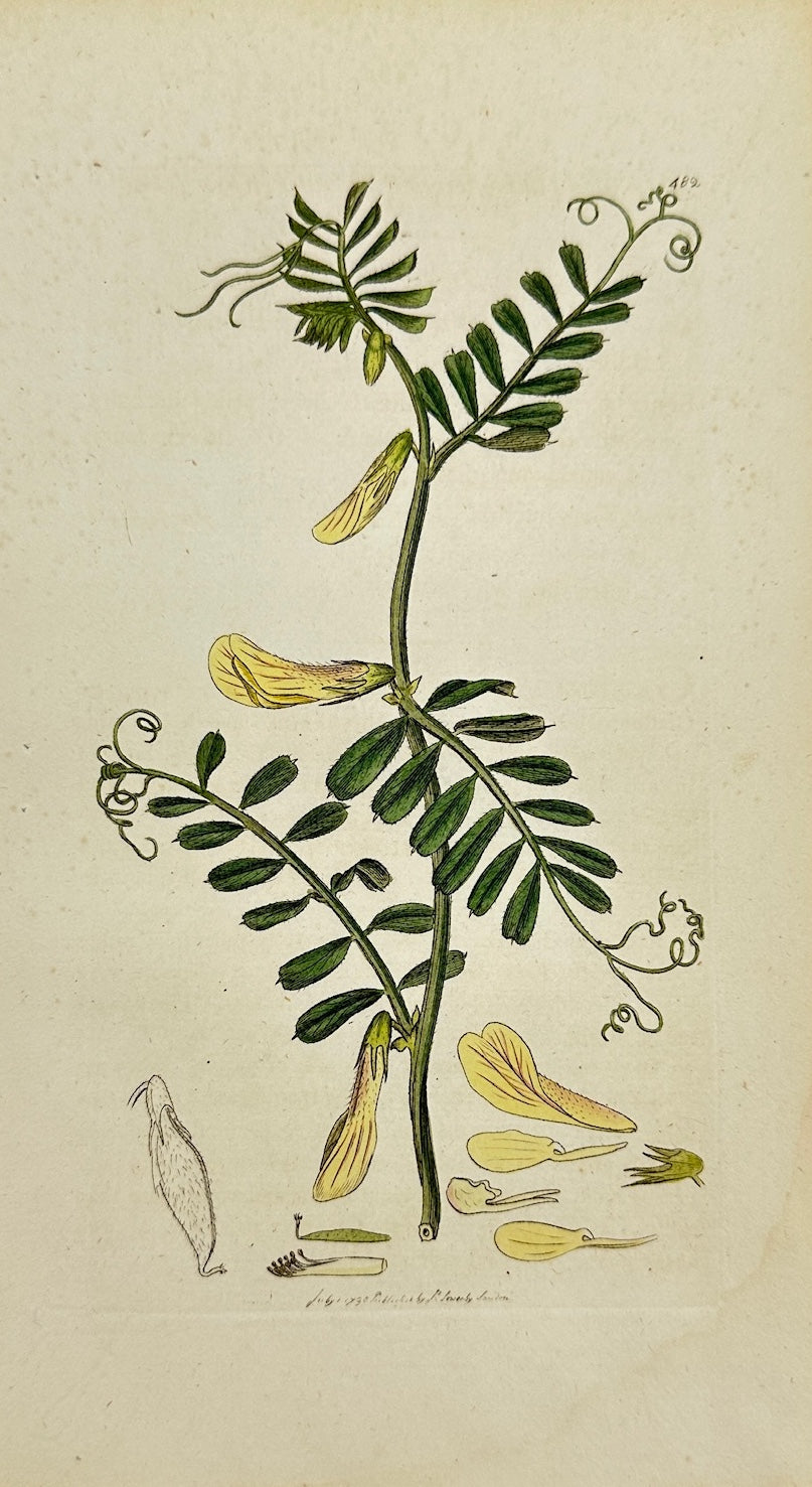 Antique Botanical Print - James Sowerby - Vicia Hybrida - Hybrid Vetch - F1